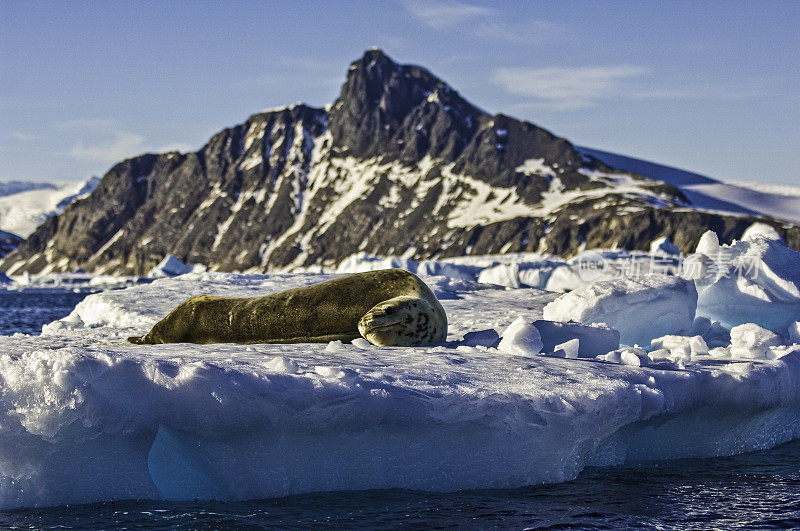 南极Cierva Cove的冰上豹海豹，属于海豹科。豹海豹是南极的第二大海豹物种，接近南极食物链的顶端。鳍脚目,海豹科。